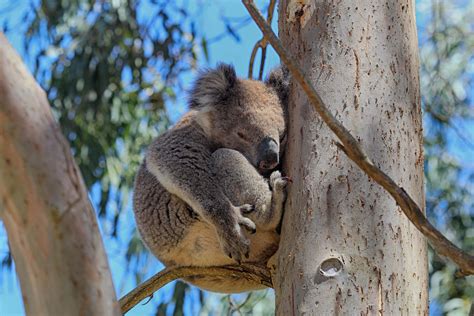 Koala Habitat for Language Learners