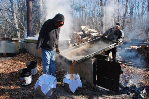 Maple Syrup Harvesting