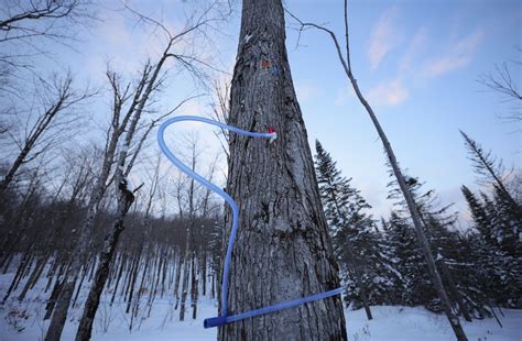 Maple Syrup Production Process