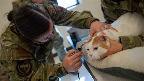 Military Veterinarians At Work