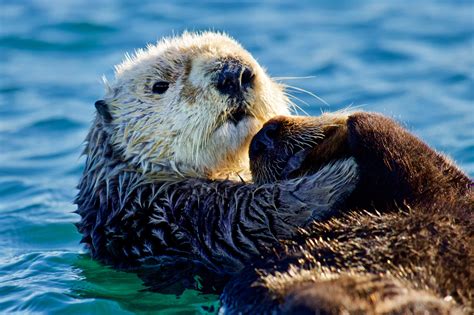 Monterey Bay Conservation