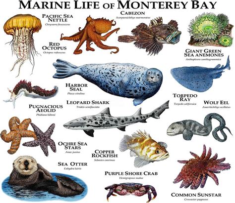 Monterey Bay Marine Life