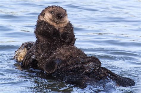 Monterey Bay Wildlife