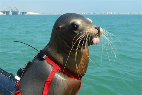 Navy Animal Handling Operations