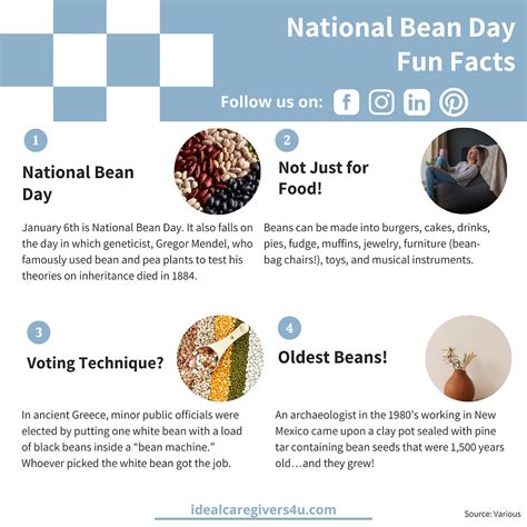 Navy Beans Fun Facts