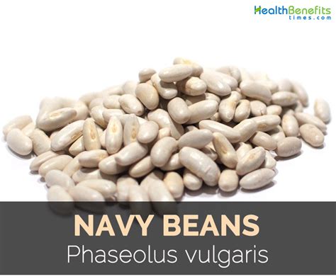 Navy Beans Fun Facts