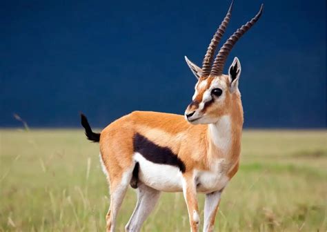 Navy Blue Gazelle behavior and social structure