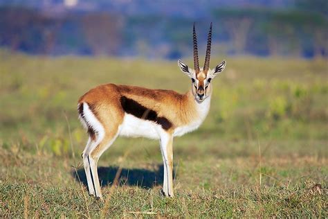 Navy Blue Gazelle behavior and social structure