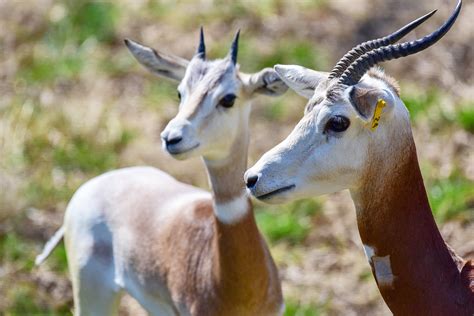 Navy Blue Gazelle habitat and distribution