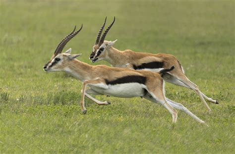 Navy Blue Gazelle predation