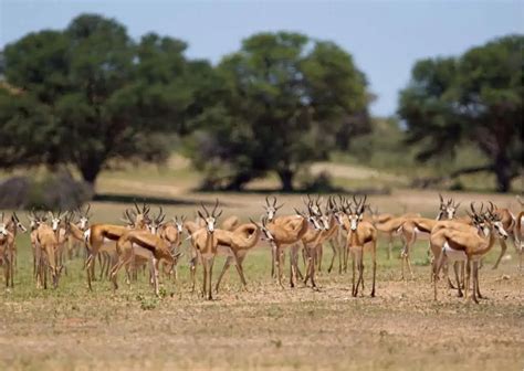 Navy gazelle social behavior