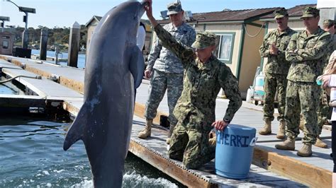 Navy Marine Mammal Trainer