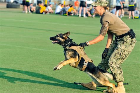 Navy Military Working Dog Handler