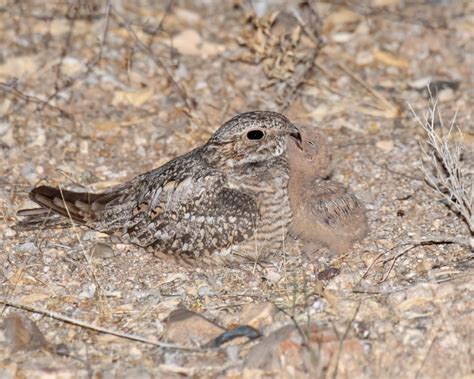 Nighthawk Chick