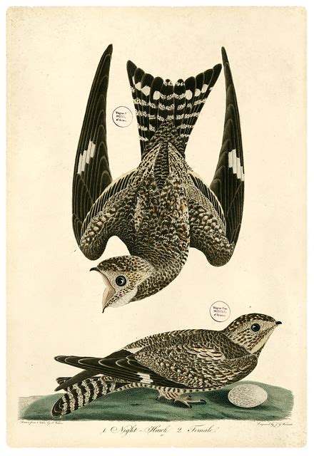 Nighthawk Courtship