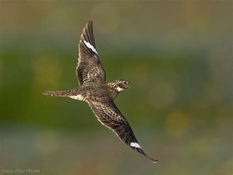 Nighthawk in Flight