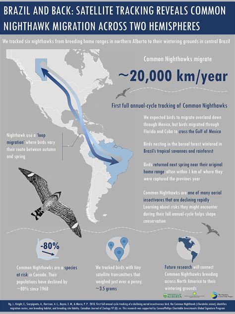 Nighthawk Migration