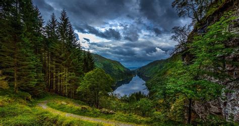 Nordic Forest Landscape