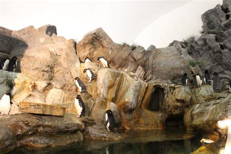 Penguin Exhibit