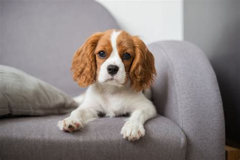 Preparation for Dog Ownership with Calendars