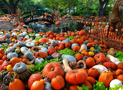 Pumpkin patch image