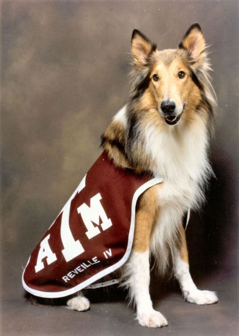 Reveille being played at a military base