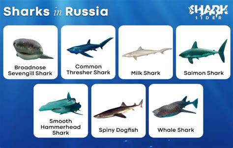 Russian shark species