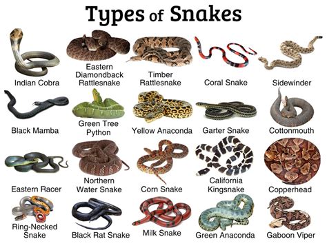 Different types of snakes