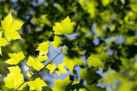 Sunlit Leaves