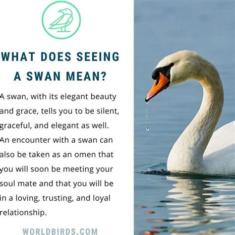 Swan Meaning