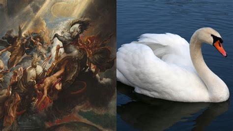 Swan Mythology