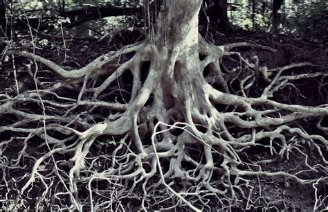 Tangled Roots