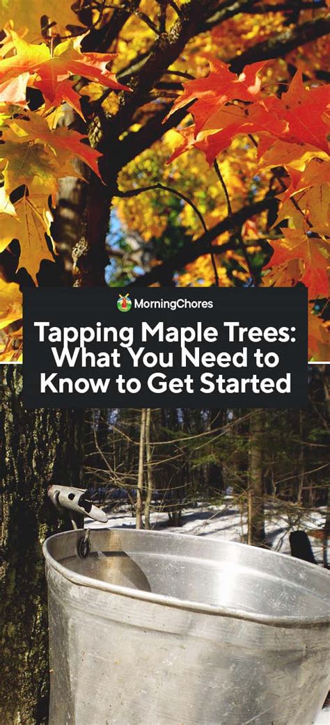 Tapping Maple Trees