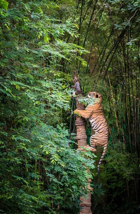 Tiger Feet Team Valley Climbing