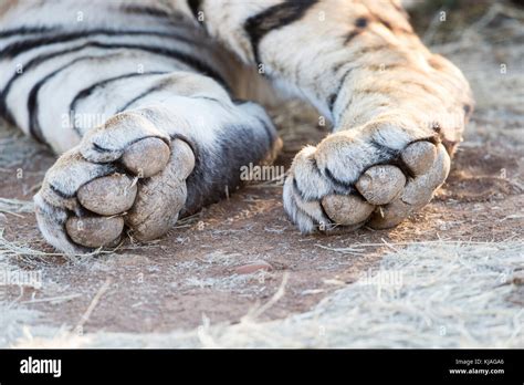 Tiger Feet Team Valley Special Occasions