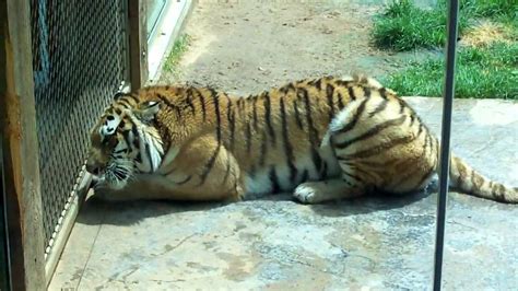 Tigers of Siberia Training