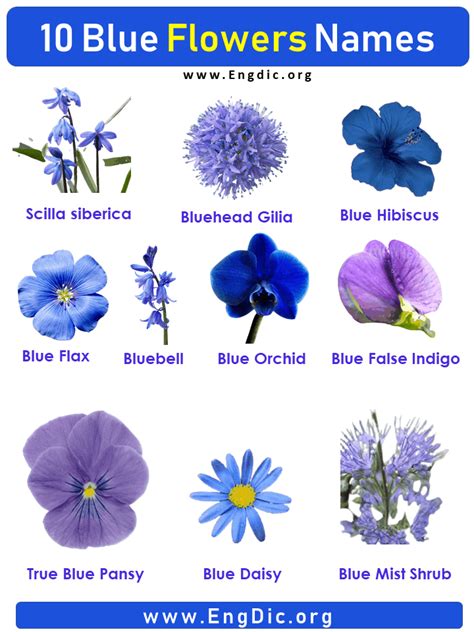 Types of Navy Blue Flowers