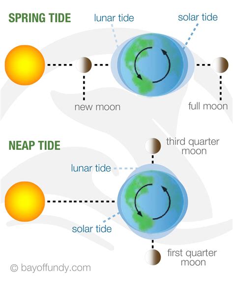 Understanding Tides and Their Importance