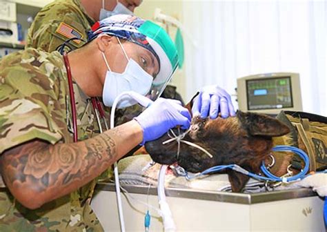 Veterinary Careers In The Military: Service And Compassion Combined