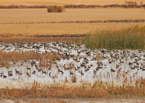 Waterfowl Habitats Image