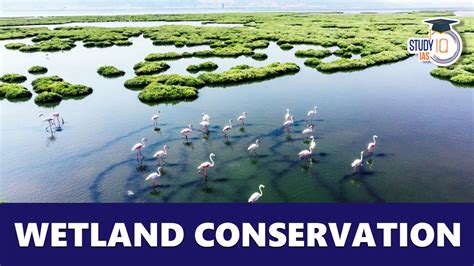 Wetland Conservation Image