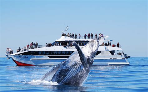 Whale Watching and Wildlife Cruises