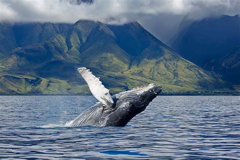 Whale Watching in US Marine Reserves