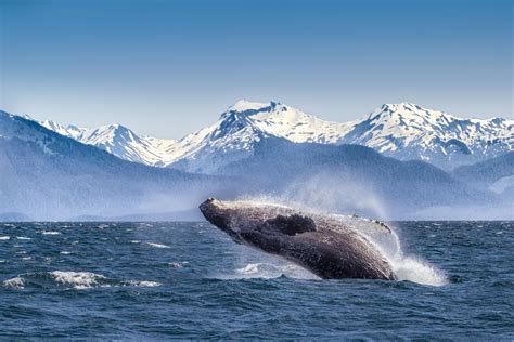 Whale Watching in US Marine Reserves