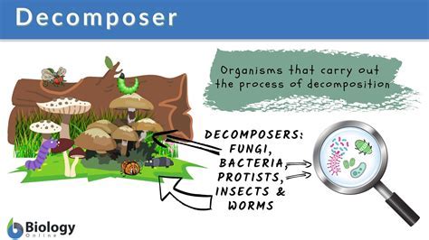 Working Mechanisms