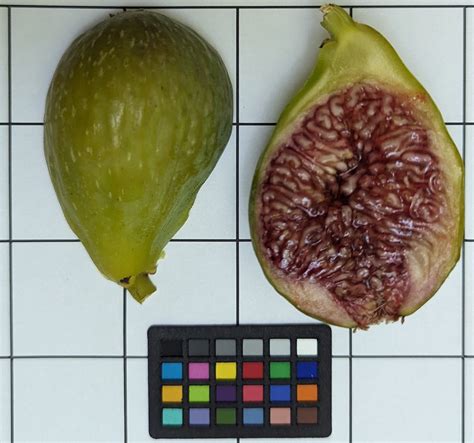 Zumwalt Fig Fruit