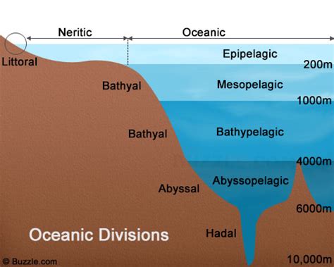 Deep-sea vent organisms in the abyssopelagic zone