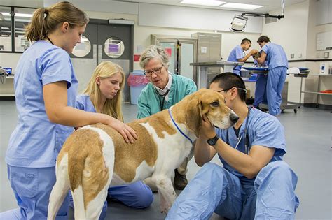 Academic Veterinarian