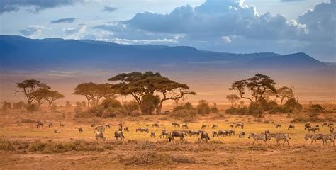 African savannah landscape