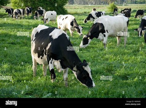 Agriculture Animal